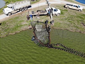 How Science is Transforming America’s Favorite Fish